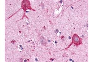 Immunohistochemical staining of Brain (Neurons and glia) using anti- OPN3 antibody ABIN122055 (OPN3 anticorps)