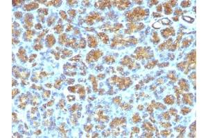 FFPE human pancreas tested with MFG-E8 antibody (SPM291) (MFGE8 anticorps)