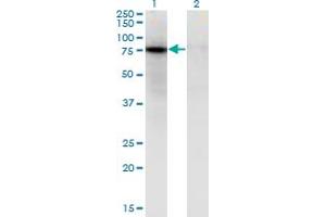 Western Blot analysis of ZNF41 expression in transfected 293T cell line by ZNF41 monoclonal antibody (M08), clone 4E5. (ZNF41 anticorps  (AA 221-321))