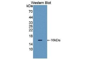Detection of Recombinant SPIN3, Human using Polyclonal Antibody to Spindlin 3 (SPIN3) (SPIN3 anticorps  (AA 1-77))