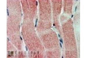 Immunohistochemistry (IHC) image for anti-Sirtuin 4 (SIRT4) (C-Term) antibody (ABIN2466271) (SIRT4 anticorps  (C-Term))