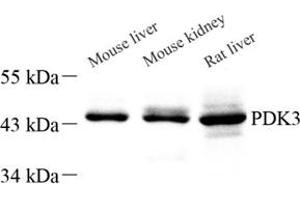 Western blot analysis of PDK3 (ABIN7075334) at dilution of 1: 1000 (PDK3 anticorps)