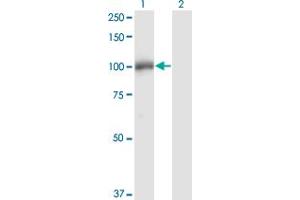 Western Blot analysis of DGCR8 expression in transfected 293T cell line by DGCR8 monoclonal antibody (M01), clone 4G3. (DGCR8 anticorps  (AA 675-771))