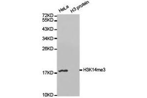 Western blot analysis of extracts of HeLa and H3 protein, using H3K14me3 antibody. (Histone 3 anticorps  (H3K14me3))