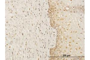 Image no. 1 for anti-FK506 Binding Protein 4, 59kDa (FKBP4) (AA 301-411) antibody (ABIN598689) (FKBP4 anticorps  (AA 301-411))