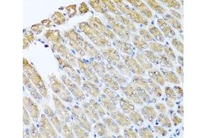 Immunohistochemistry of paraffin-embedded Mouse stomach using GFER Polyclonal Antibody at dilution of 1:100 (40x lens). (GFER anticorps)