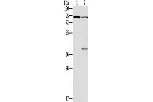 Western Blotting (WB) image for anti-Cyclic Nucleotide Gated Channel alpha 3 (CNGA3) antibody (ABIN2427978) (CNGA3 anticorps)