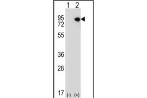 Western blot analysis of ELF4 (arrow) using rabbit polyclonal ELF4 Antibody (N-term) (ABIN656688 and ABIN2845925).