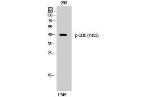 Western Blotting (WB) image for anti-CD5 (CD5) (pTyr453) antibody (ABIN3182432) (CD5 anticorps  (pTyr453))