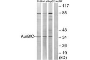 Western blot analysis of extracts from 293/HeLa/HepG2 cells, treated with Paclitaxel 1uM 24h, using AurB/C (Ab-202/175) Antibody.