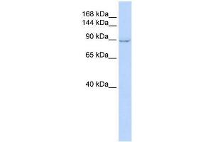 ZC3H7A antibody used at 0.