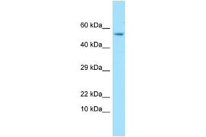 Western Blotting (WB) image for anti-Glypican 4 (GPC4) (C-Term) antibody (ABIN2435872) (GPC4 anticorps  (C-Term))