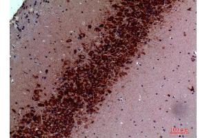 Immunohistochemistry (IHC) analysis of paraffin-embedded Mouse Brain, antibody was diluted at 1:100.