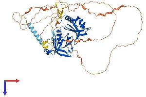 AlphaFold protein structure predicition of Mouse Recombinant Dok7 Protein, UniprotID Q18PE0