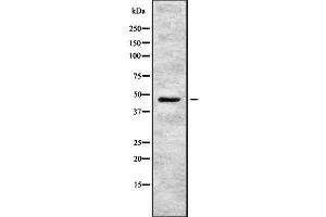 Western blot analysis of ENTPD5 using COS7 whole  lysates.