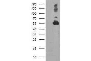 Western Blotting (WB) image for anti-Tubulin, alpha-Like 3 (TUBAL3) (AA 150-446) antibody (ABIN1490956) (TUBAL3 anticorps  (AA 150-446))