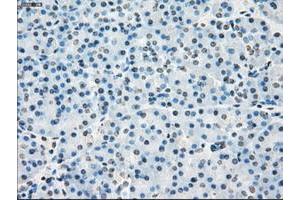 Image no. 8 for anti-P450 (Cytochrome) Oxidoreductase (POR) antibody (ABIN1497744) (POR anticorps)