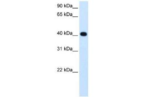 ADH4 antibody used at 1. (ADH4 anticorps)