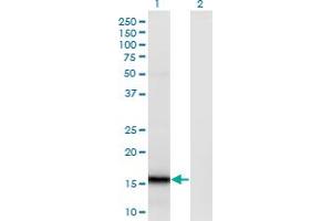 Western Blot analysis of SUMO4 expression in transfected 293T cell line by SUMO4 monoclonal antibody (M02), clone 1D3. (SUMO4 anticorps  (AA 1-95))