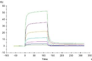 Human PD-1, hFc Tag captured on CM5 Chip via Protein A can bind Biotinylated Human PD-L2, His-Avi Tag with an affinity constant of 0.