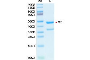 Biotinylated Cynomolgus GDF15 on Tris-Bis PAGE under reduced condition. (GDF15 Protein (AA 197-308) (Fc Tag,Biotin))