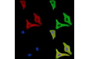 ABIN7096656 and ABIN7100721 staining HepG2 cells by IF/ICC. (CHRND anticorps)