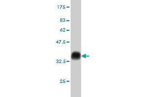 Western Blot detection against Immunogen (35.
