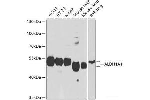Western blot analysis of extracts of various cell lines using ALDH1A1 Polyclonal Antibody at dilution of 1:1000. (ALDH1A1 anticorps)