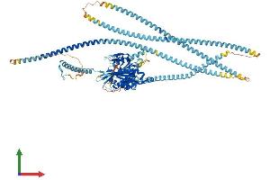 AlphaFold protein structure predicition of Human Recombinant KIF5C Protein, UniprotID O60282