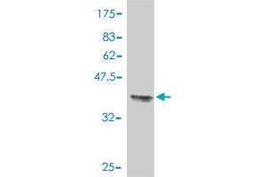 Western Blot detection against Immunogen (37.