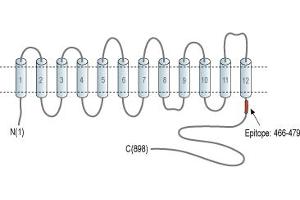 Representative domain view of the target of ABIN7885521.