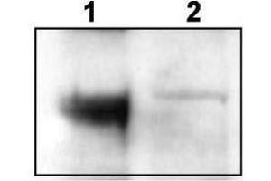 Western blot using  affinity purified anti-TrkCT1 to detect endogenous TrkCT1 in mouse cortex lysate (Lane 1). (TRKCT1 (C-Term) anticorps)