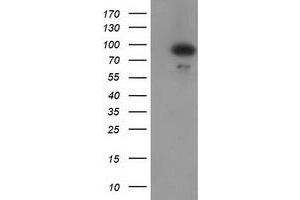 Western Blotting (WB) image for anti-Gephyrin (GPHN) antibody (ABIN1498431)