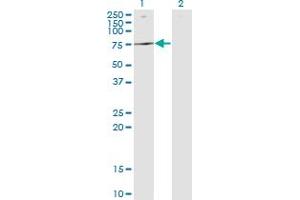 Western Blot analysis of ATP6V1B2 expression in transfected 293T cell line by ATP6V1B2 monoclonal antibody (M05), clone 2A5.