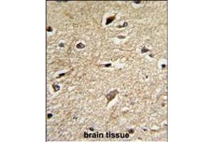 Formalin-fixed and paraffin-embedded human brain tissue reacted with BAG1 Antibody (C-term), which was peroxidase-conjugated to the secondary antibody, followed by DAB staining.