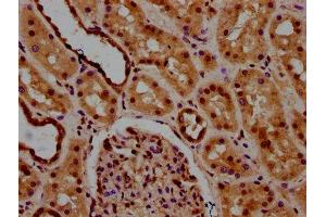 IHC image of ABIN7174204 diluted at 1:600 and staining in paraffin-embedded human kidney tissue performed on a Leica BondTM system. (NAA38 anticorps  (AA 2-96))