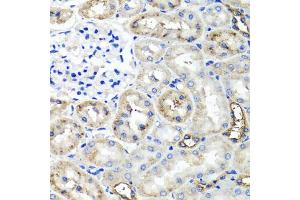 Immunohistochemistry of paraffin-embedded rat kidney using TNFAIP6 antibody. (TNFAIP6 anticorps)