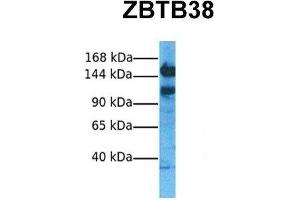 Host:  Rabbit  Target Name:  ZBTB38  Sample Tissue:  Human Hela  Antibody Dilution:  1. (ZBTB38 anticorps  (N-Term))