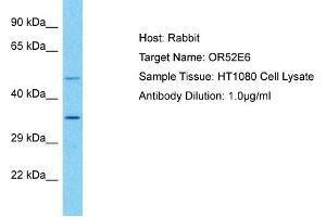 Host: Rabbit Target Name: OR52E6 Sample Type: HT1080 Whole Cell lysates Antibody Dilution: 1. (OR52E6 anticorps  (C-Term))