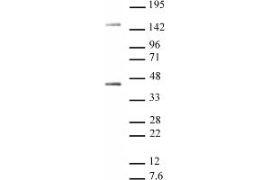 Oct-4 antibody tested by Western blot. (OCT4 anticorps)