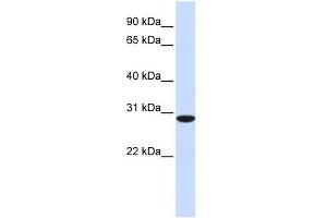 RPA4 antibody used at 1 ug/ml to detect target protein. (RPA4 anticorps  (C-Term))