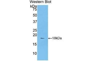 Detection of Recombinant SEMA3A, Rat using Polyclonal Antibody to Semaphorin 3A (SEMA3A)