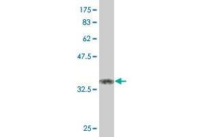 Western Blot detection against Immunogen (37. (KLF11 anticorps  (AA 404-512))