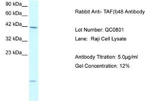 Host: Rabbit Target Name: TAF(I)48 Sample Type: Raji Cell Antibody Dilution: 1. (TAF1A anticorps  (N-Term))