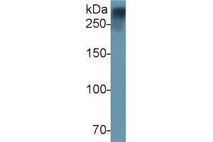 Detection of vWF in Rat Plasma using Polyclonal Antibody to Von Willebrand Factor (vWF) (VWF anticorps  (AA 269-367))