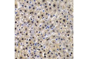 Immunohistochemistry of paraffin-embedded rat liver using KPNA4 Antibody.