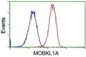 Flow cytometric Analysis of Hela cells, using anti-MOBKL1A antibody (ABIN2453311), (Red), compared to a nonspecific negative control antibody (TA50011), (Blue). (MOBKL1A anticorps)