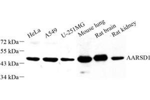 Western blot analysis of AARSD1 (ABIN7072991) at dilution of 1: 500 (AARSD1 anticorps)
