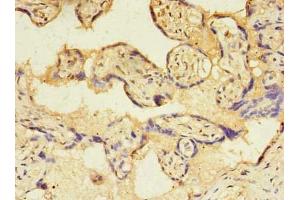 Immunohistochemistry of paraffin-embedded human placenta tissue using ABIN7172979 at dilution of 1:100 (TMED3 anticorps  (AA 24-180))