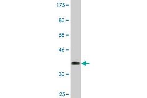 Western Blot detection against Immunogen (37. (TRIM16 anticorps  (AA 165-273))
